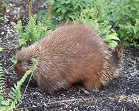 North American Porcupine